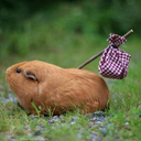 traveling-guinea-pig avatar