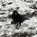 traveling2mars avatar