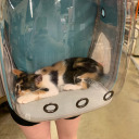 travelingcalico avatar