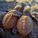 travelingonstronger avatar