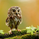 travelingpact avatar