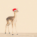 travelling-deer avatar