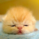 travis-bickle avatar