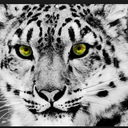 treacherous-beauty avatar