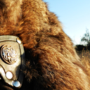 treasuredbattlewolf avatar