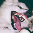 trecetrecetrece avatar