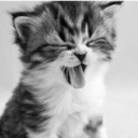 tree-in-the-park avatar