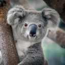 tree-koala avatar