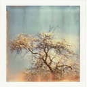 tree-of-inspiration avatar