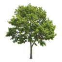 tree-offical avatar