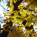 tree-only-party avatar