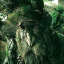 treebeardgoogles avatar
