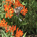 treebiscuitsbruh avatar