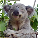 treeclimbingkoalas-blog avatar