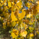 treemendoustrees-blog avatar