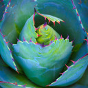 trees-in-the-clouds avatar