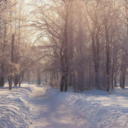 treesandtranquility avatar