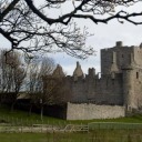 treesandwords avatar