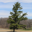 treesofstolaf avatar