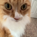 treesstaycool3 avatar