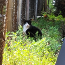 treestreesandthings avatar