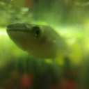 treetownguppies avatar