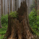 treetrunk737464 avatar