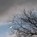 treety-of-the-ents avatar