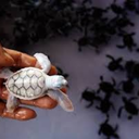 trekturtle avatar