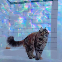 tremendousexperteclipsecookie avatar