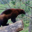 tremendouslysteadyexpert avatar