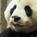 trend-panda-up-blog avatar