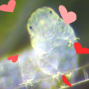 trendy-tardigrade avatar