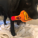 trestresterrible avatar