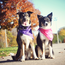 tri-trick-dogs avatar