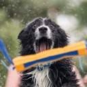 tricksforclicks avatar