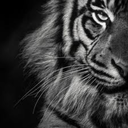 trickysuperiority avatar