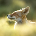 trickyy-fox-blog avatar