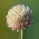 trifolium-hybridum avatar