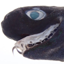 trigonognathus avatar