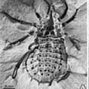 trigonotarbida avatar