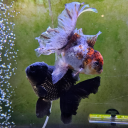 trillisthemotto avatar