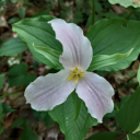 trilliumgrandiflorum avatar