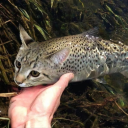 triplecreature avatar