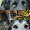 tripledogbrain-blog avatar