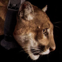 trippin-on-cats avatar