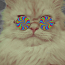 trippincatnip avatar