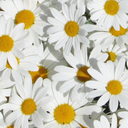 trippingwhitedaisies-blog avatar