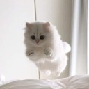 trippityslippery avatar