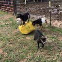 trippn-on-goats avatar